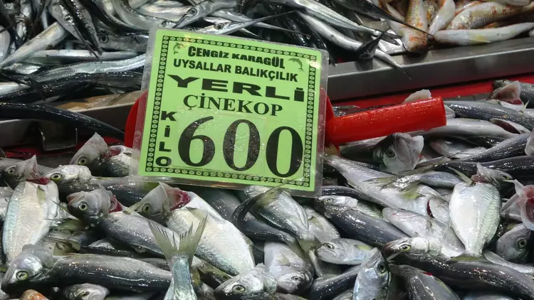 Çanakkale'de 'denizin prensi' lüferin kilosu 900 TL oldu 10