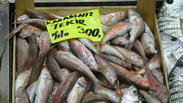 Çanakkale'de 'denizin prensi' lüferin kilosu 900 TL oldu 2