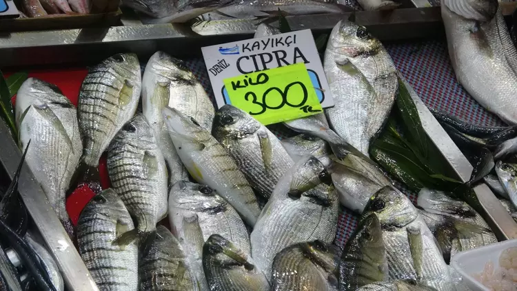 Çanakkale'de 'denizin prensi' lüferin kilosu 900 TL oldu 4