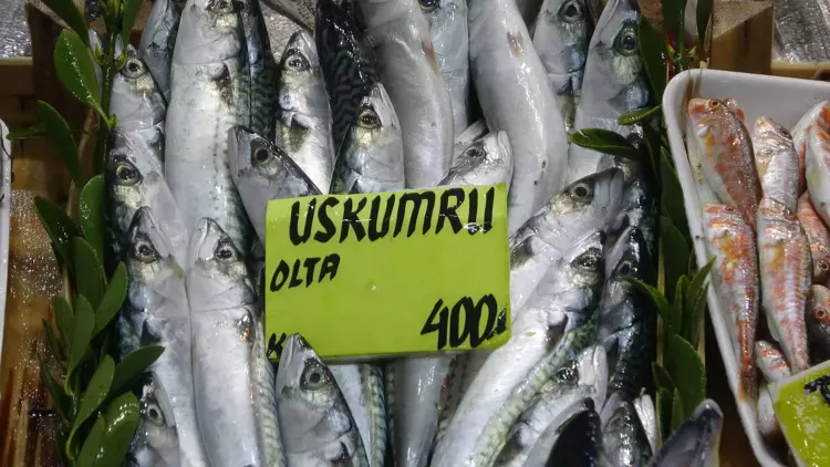 Çanakkale'de 'denizin prensi' lüferin kilosu 900 TL oldu 8