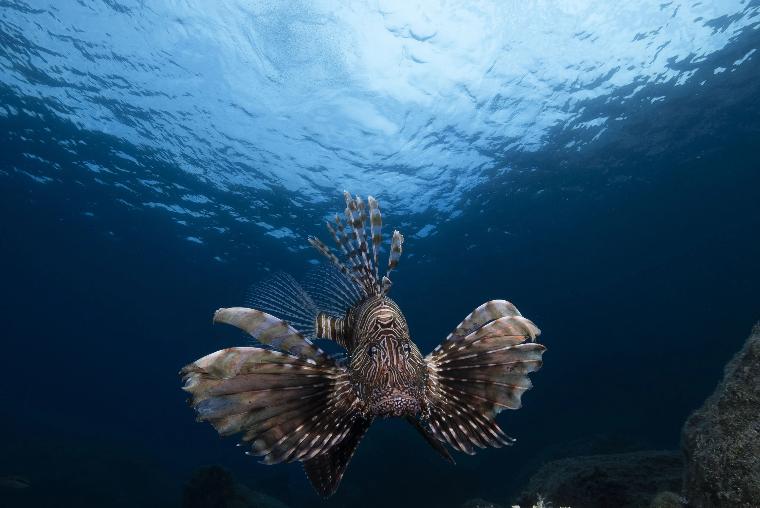İsveçli Serbest Dalıcı Alex Dawson, "Whale Bones" adlı eseriyle 2024 yılın Sualtı Fotoğrafçısı seçildi 3
