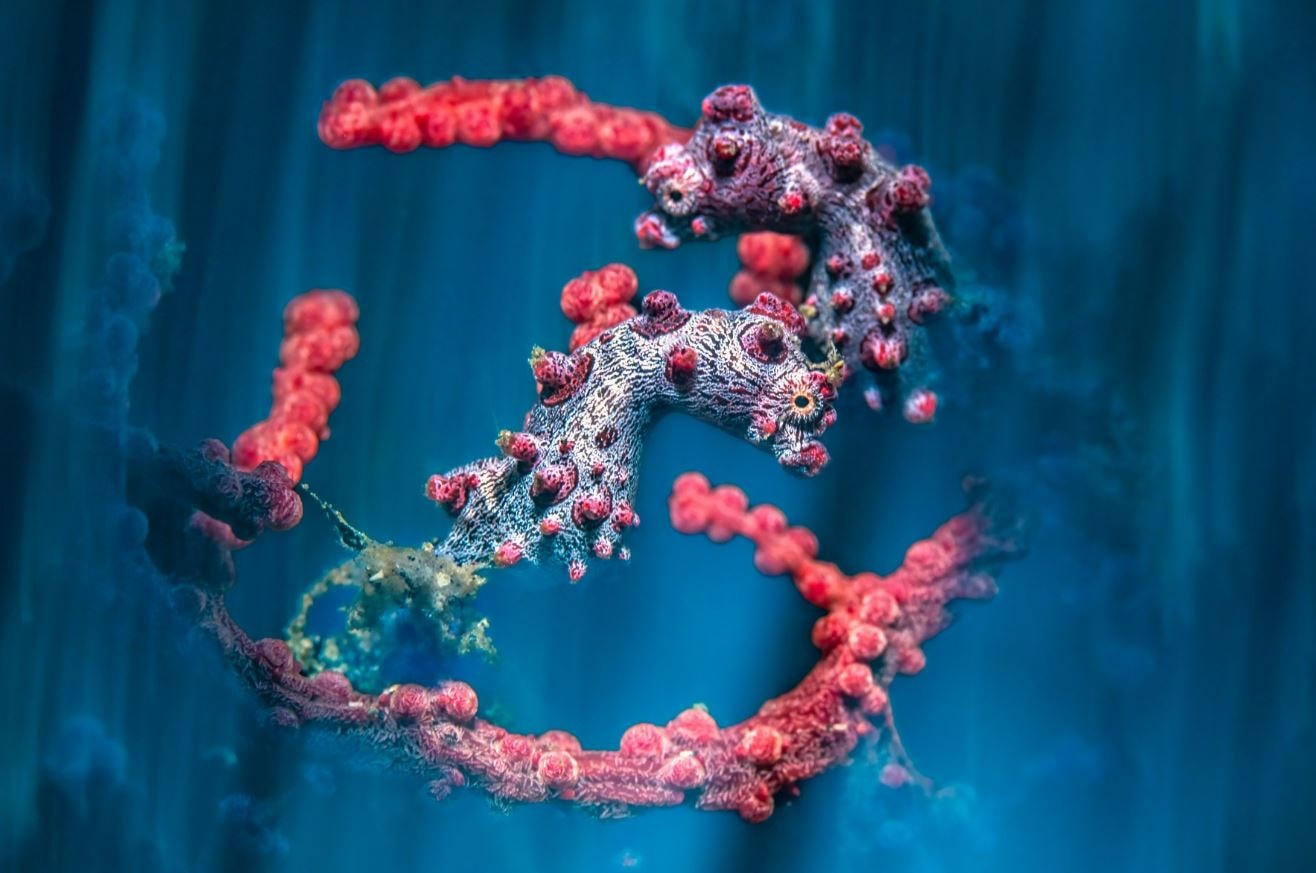 İsveçli Serbest Dalıcı Alex Dawson, "Whale Bones" adlı eseriyle 2024 yılın Sualtı Fotoğrafçısı seçildi 14