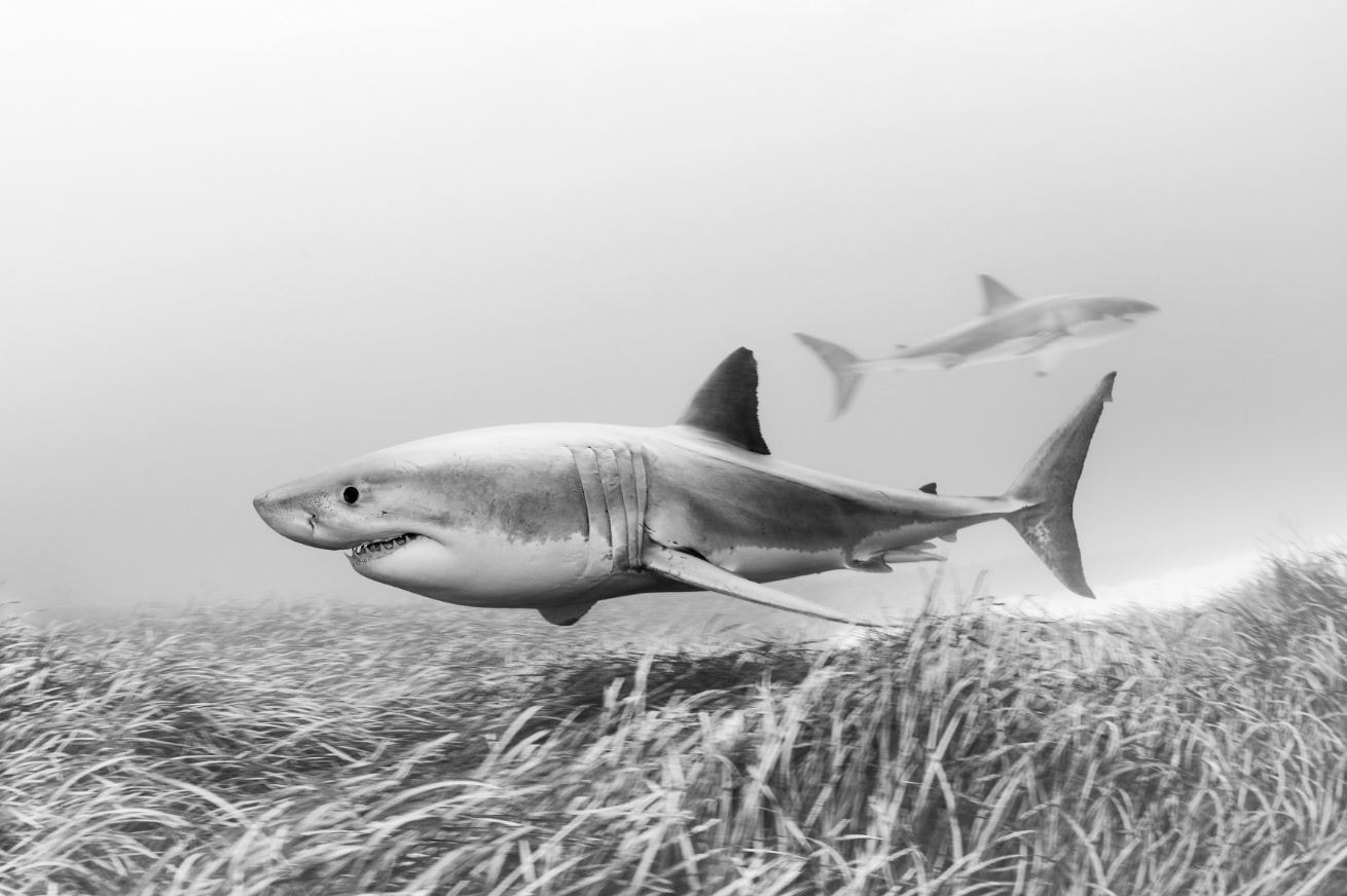 İsveçli Serbest Dalıcı Alex Dawson, "Whale Bones" adlı eseriyle 2024 yılın Sualtı Fotoğrafçısı seçildi 20