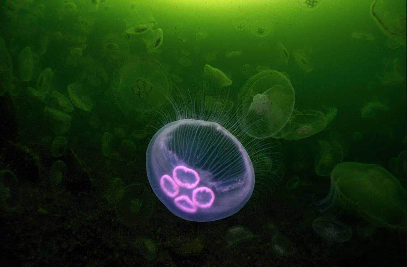 İsveçli Serbest Dalıcı Alex Dawson, "Whale Bones" adlı eseriyle 2024 yılın Sualtı Fotoğrafçısı seçildi 17