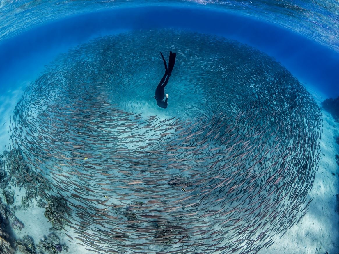 İsveçli Serbest Dalıcı Alex Dawson, "Whale Bones" adlı eseriyle 2024 yılın Sualtı Fotoğrafçısı seçildi 15