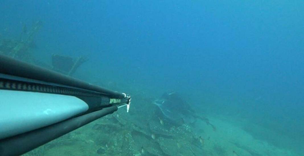 Dalışta, kuyruğu kesilip, halat bağlanmış vatozu görüntüledi 4