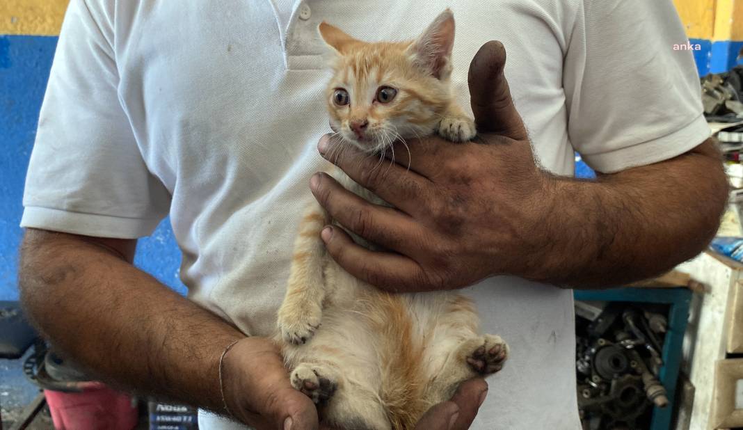 Araç motoruna sıkışan kedi sanayici tarafından sahiplenildi 5