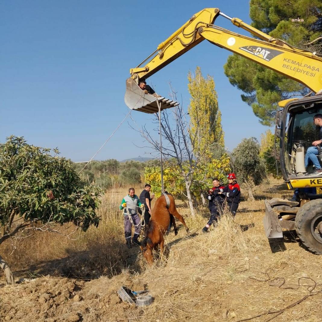 İzmir'de su kuyusuna düşen yılkı atı kurtarıldı 3