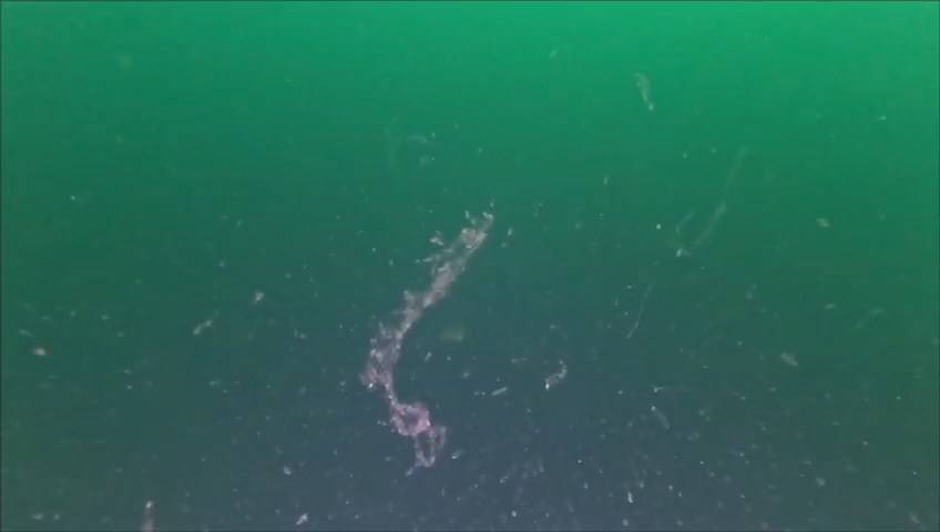 Marmara Denizi'nde müsilaj sorunu devam ediyor: Bilim insanları uyarıyor 1