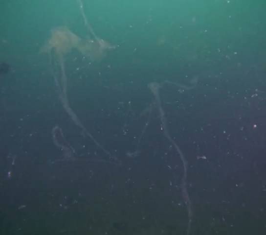 Marmara Denizi'nde müsilaj sorunu devam ediyor: Bilim insanları uyarıyor 6