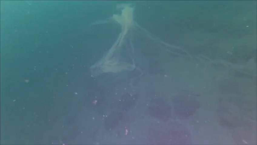 Marmara Denizi'nde müsilaj sorunu devam ediyor: Bilim insanları uyarıyor 8