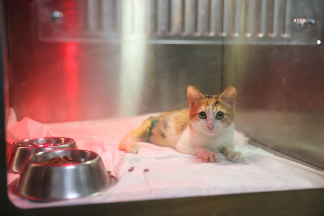 Buca’da yaralı kedi hayata döndü: Adı 'Azim' oldu 6