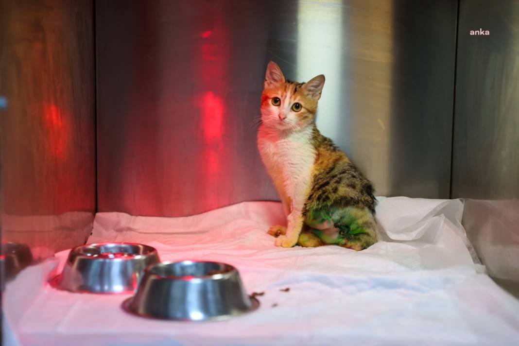 Buca’da yaralı kedi hayata döndü: Adı 'Azim' oldu 1