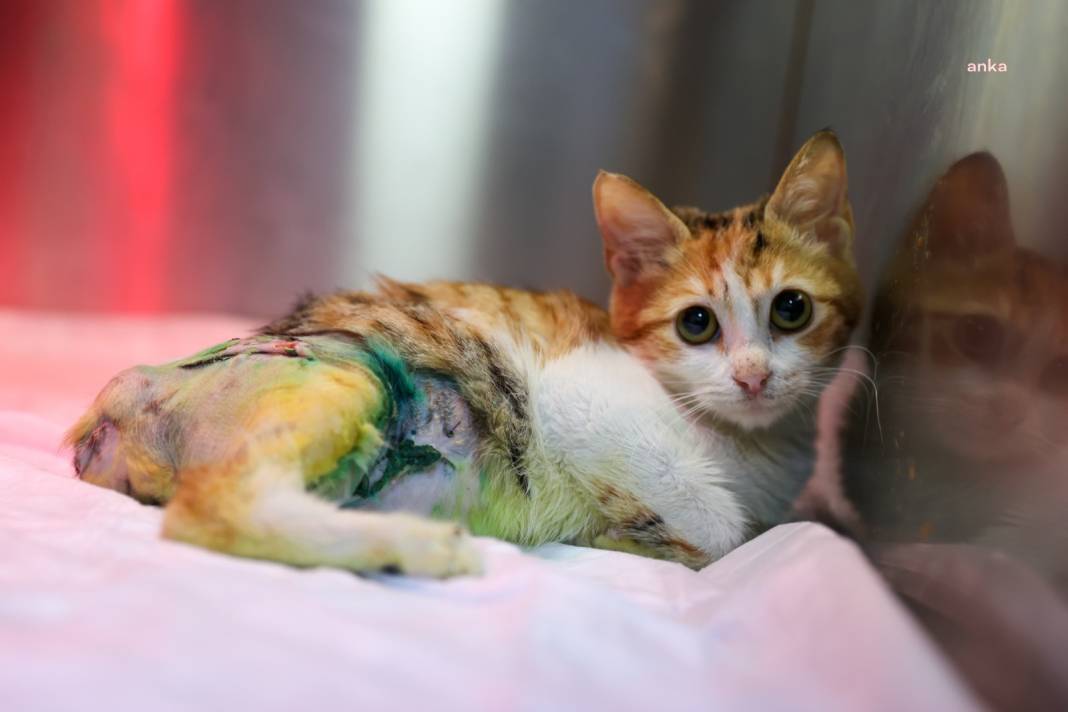 Buca’da yaralı kedi hayata döndü: Adı 'Azim' oldu 4