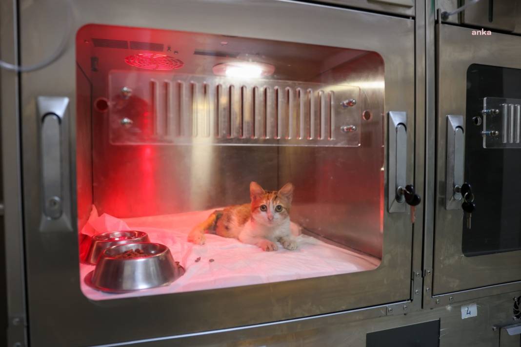 Buca’da yaralı kedi hayata döndü: Adı 'Azim' oldu 2