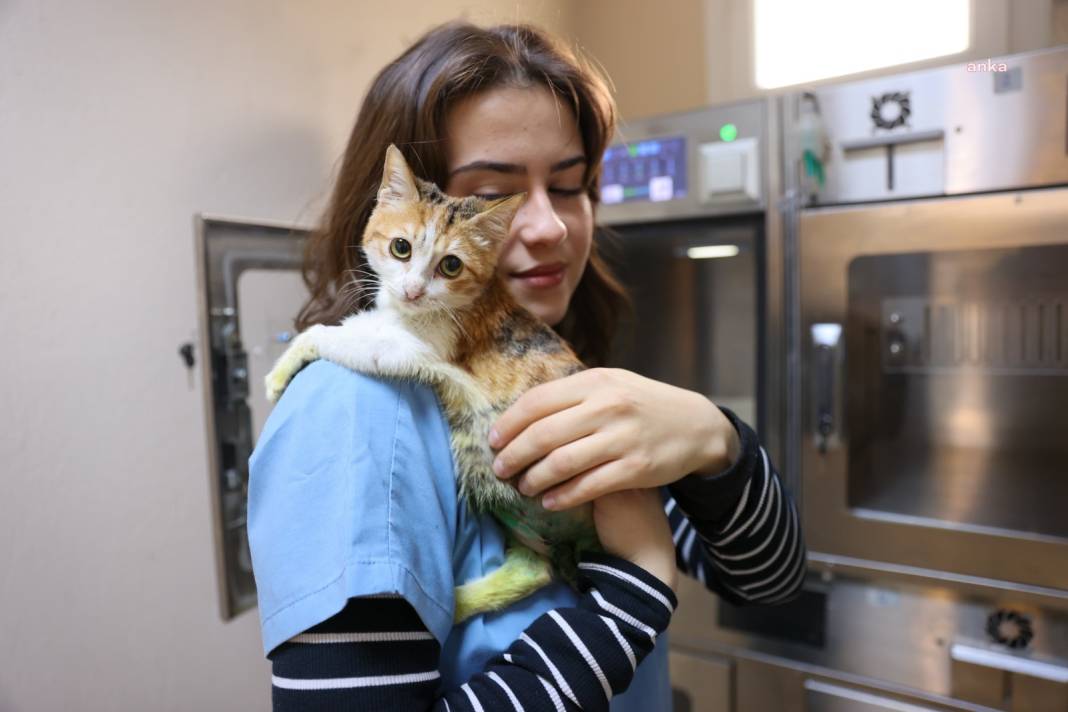 Buca’da yaralı kedi hayata döndü: Adı 'Azim' oldu 3