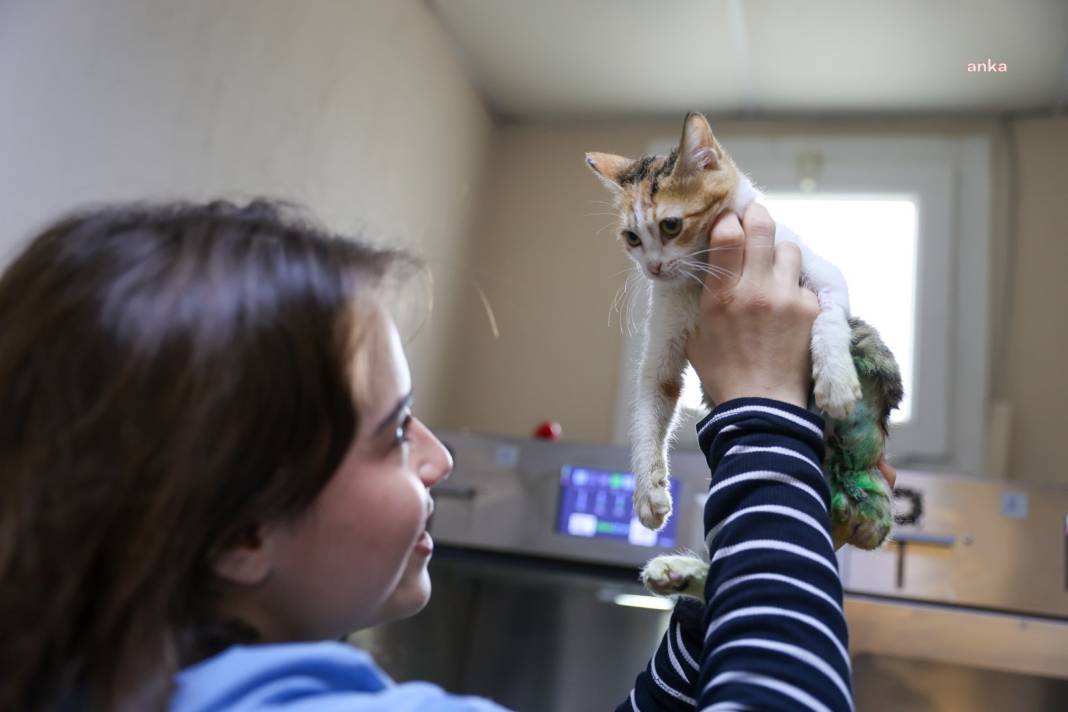 Buca’da yaralı kedi hayata döndü: Adı 'Azim' oldu 5