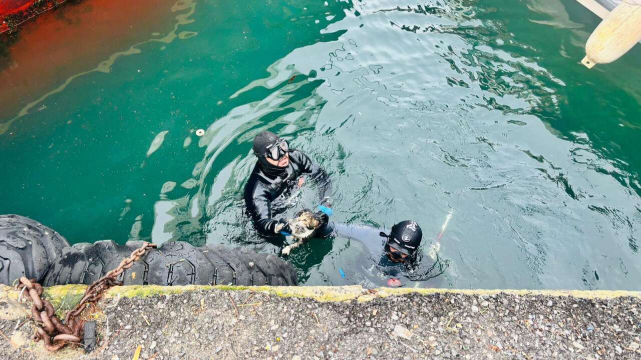 İzmir İtfaiyesi iskelenin altına sıkışan kediyi operasyonla kurtardı 3