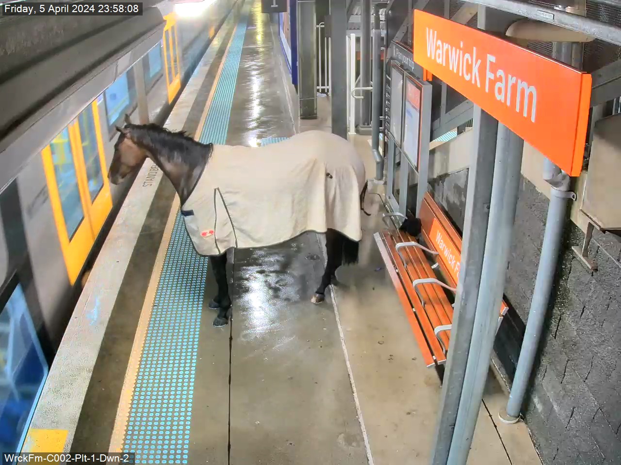 Avustralya’da kaçan yarış atı, tren istasyonuna sığındı