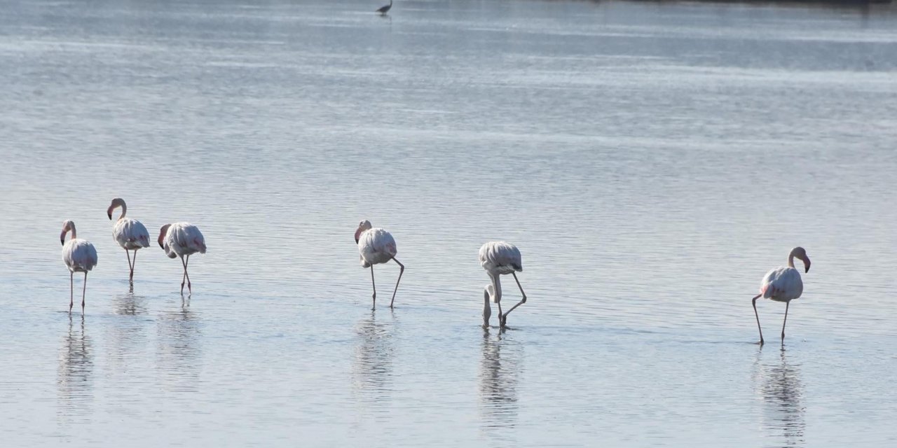 Muğla'da flamingo yuvasına molozlar yığıldı