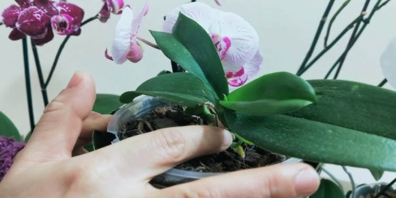 Orkide bakan birçok kişi bilmiyor. Orkidenin hızlı çiçek açması için denemelisiniz