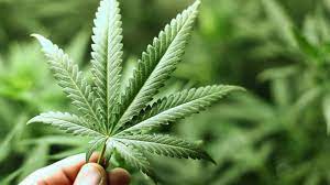 Almanya'da esrar kullanımı yasa dışı olmaktan çıkıyor: İşte yeni düzenlemeler