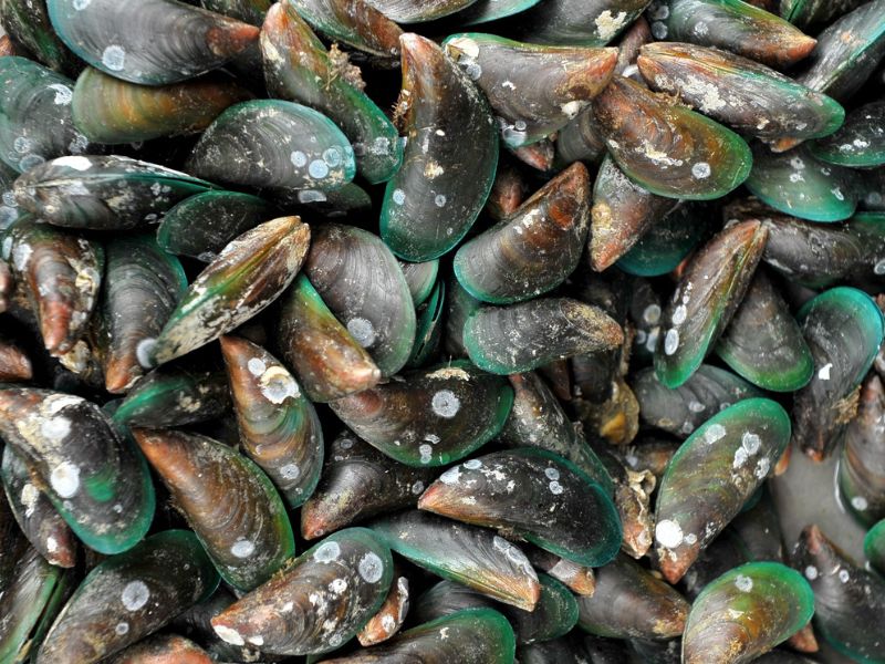 Midyeler arasında yayılan nadir kanser türünün kritik noktaları belirlendi