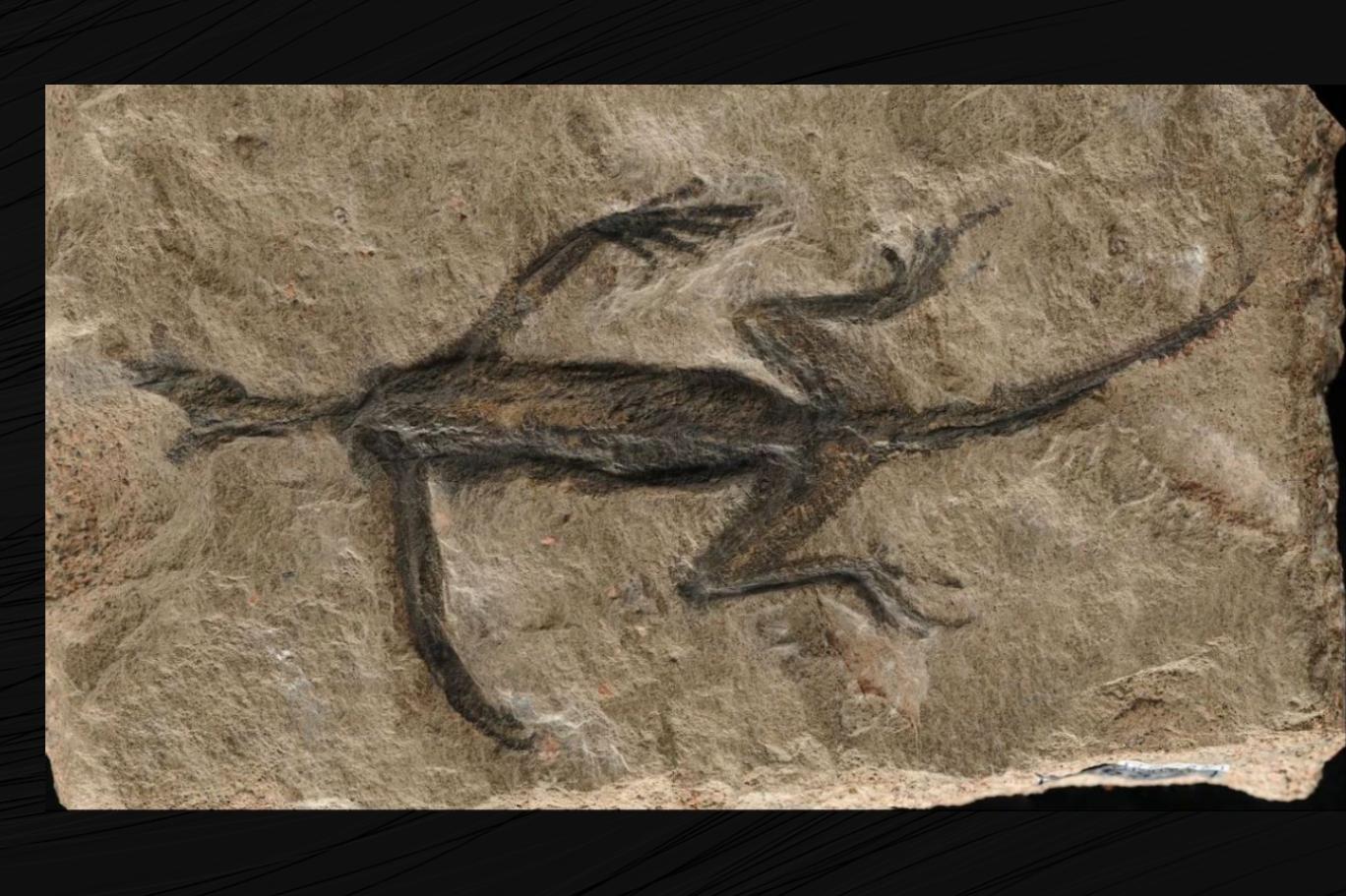 100 yıl önce bulunan ödüllü fosildeki sahtecilik ortaya çıktı