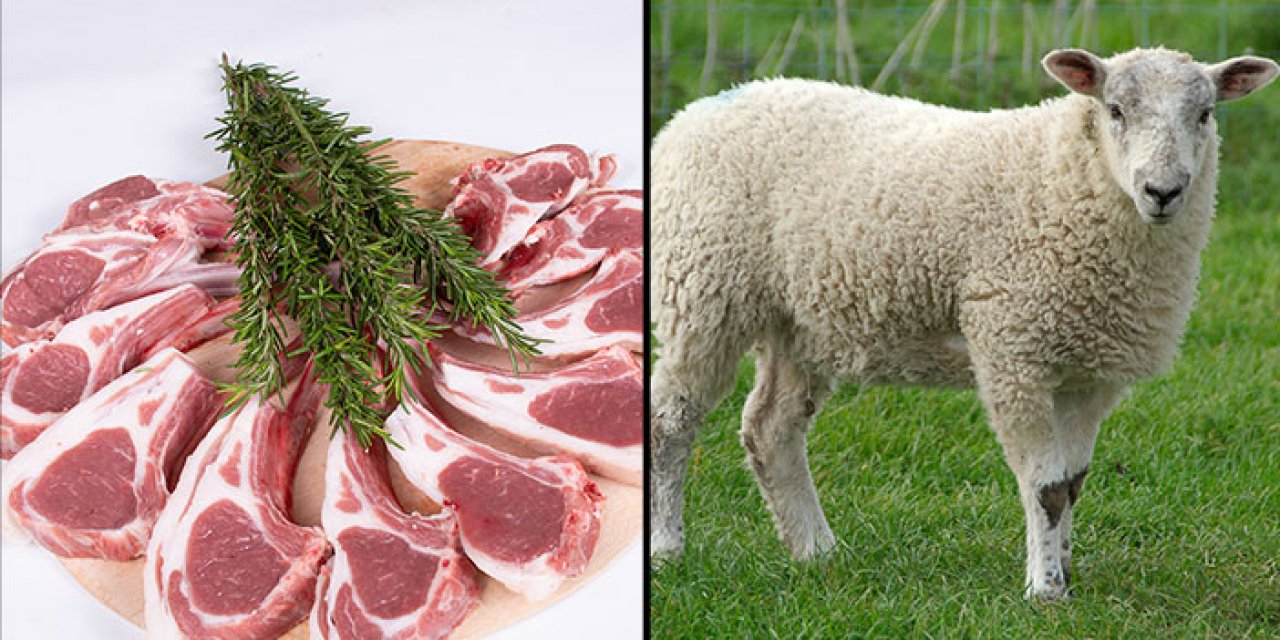 CHP'li Gürer: 2020 yılında bir koyun alınan fiyata bugün 1 kilo pirzola alınamıyor
