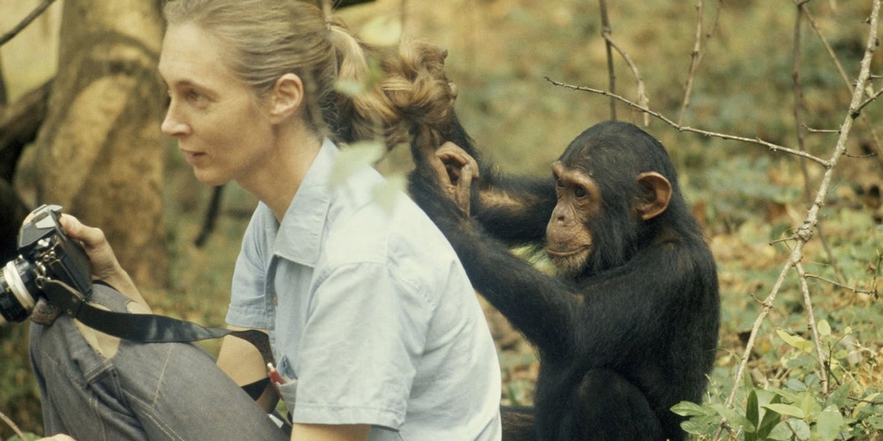 Şempanzelerle yaptığı çalışmalarıyla tanınan ünlü etolog Türkiye’de