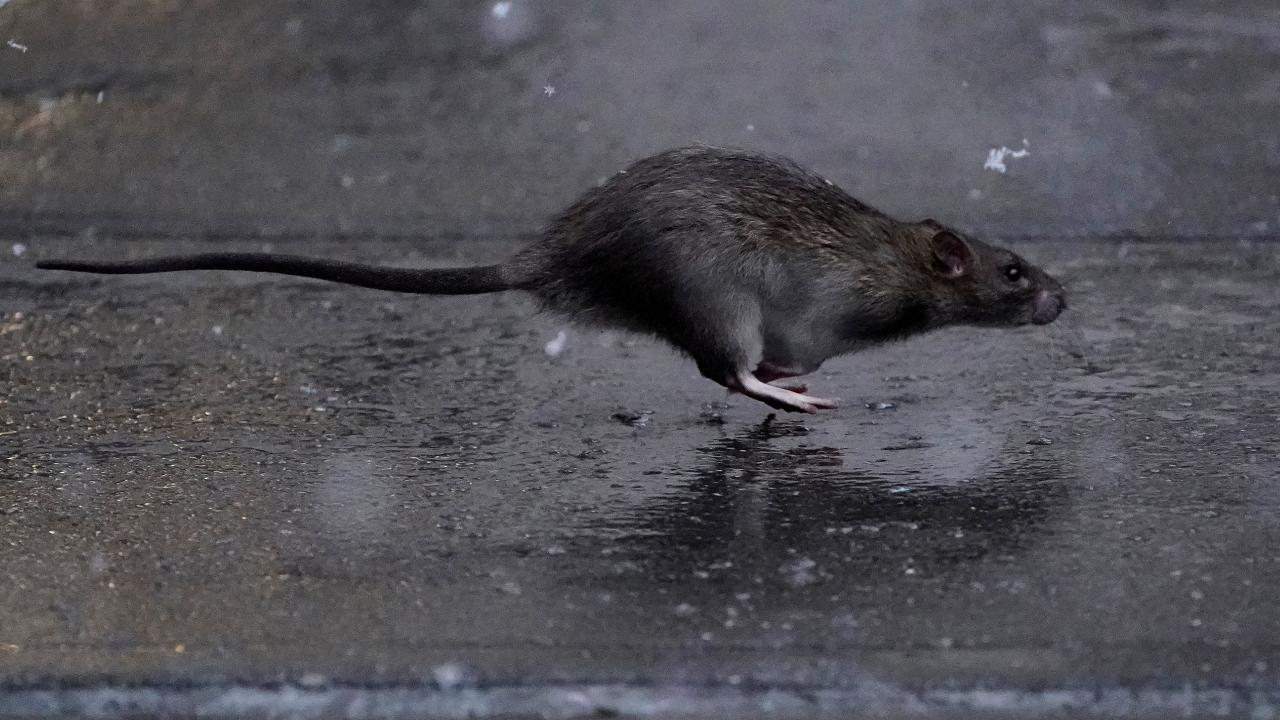 New York'ta fare idrarından bulaşan hastalıkta artış