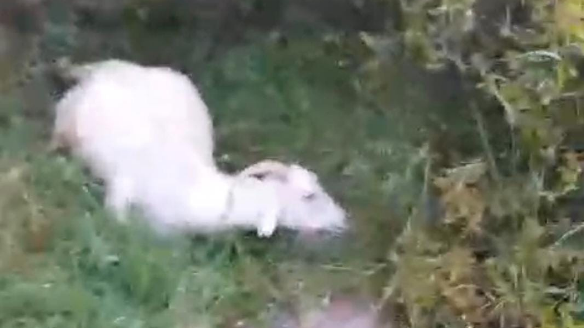 Bergama’da keçiler birer birer öldü: Sebebi katı atık tesisi mi?