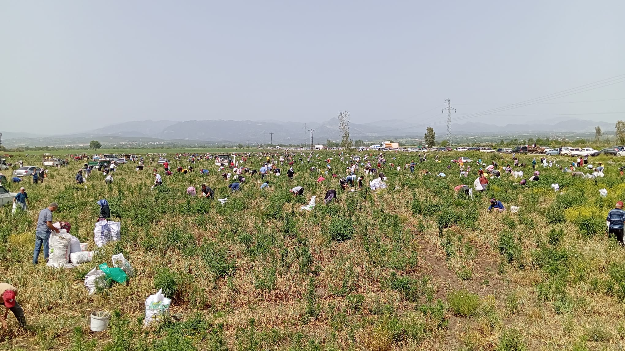 “Muhtaç olduk kuru soğana”:70 dönüm soğanı satamayan çiftçi vatandaşlara ücretsiz dağıttı