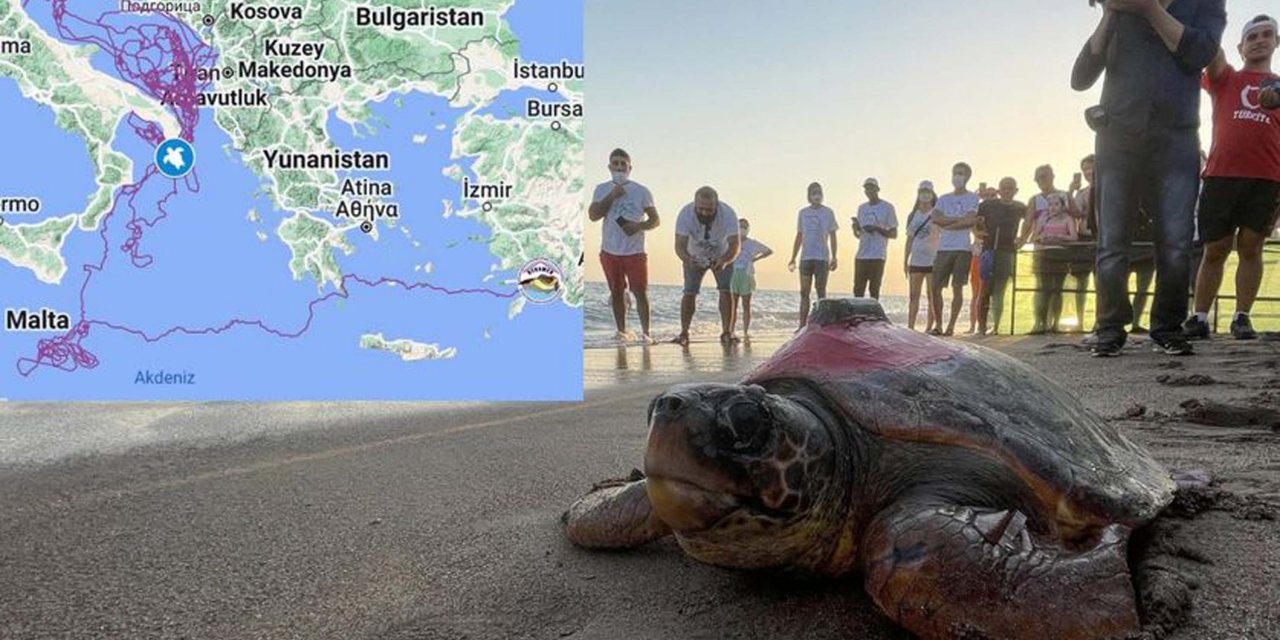 Muğla'da tedavi edilip denize bırakılan kaplumbağadan 3 aydır haber alınamıyor