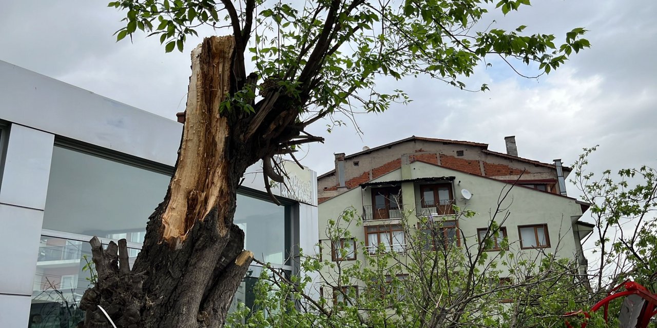 Bolu'da rüzgar öyle sert esti ki ağaçları devirdi