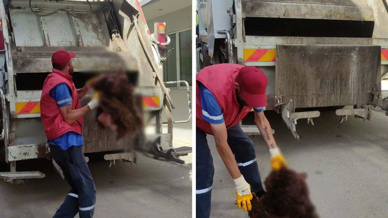Orhangazi'de şaşırtıcı olay: Bir evin bahçesinde ayı kafası çöp konteynerlerinde et parçaları bulundu