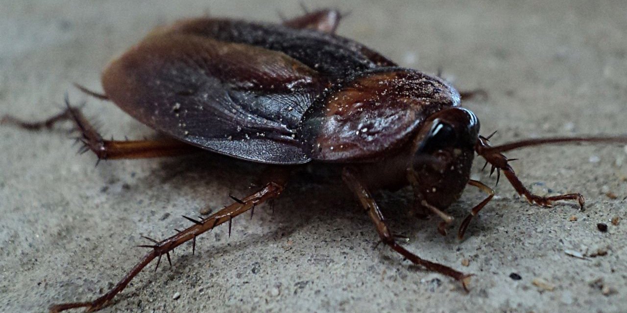 Hamamböceklerini ve karıncaları evden uzak tutmak için işe yarar 3 doğal çözüm
