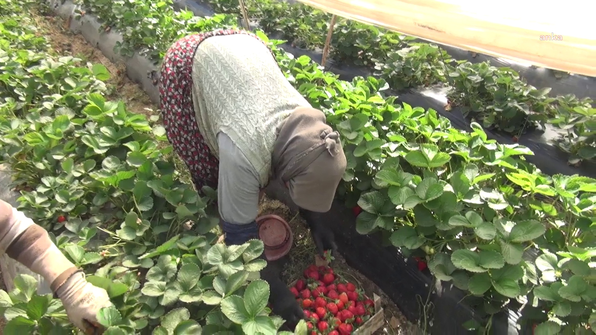 Aydın’da çilek hasadında çalışan tarım işçisi: 64 yaşındayım hala çalışıyorum