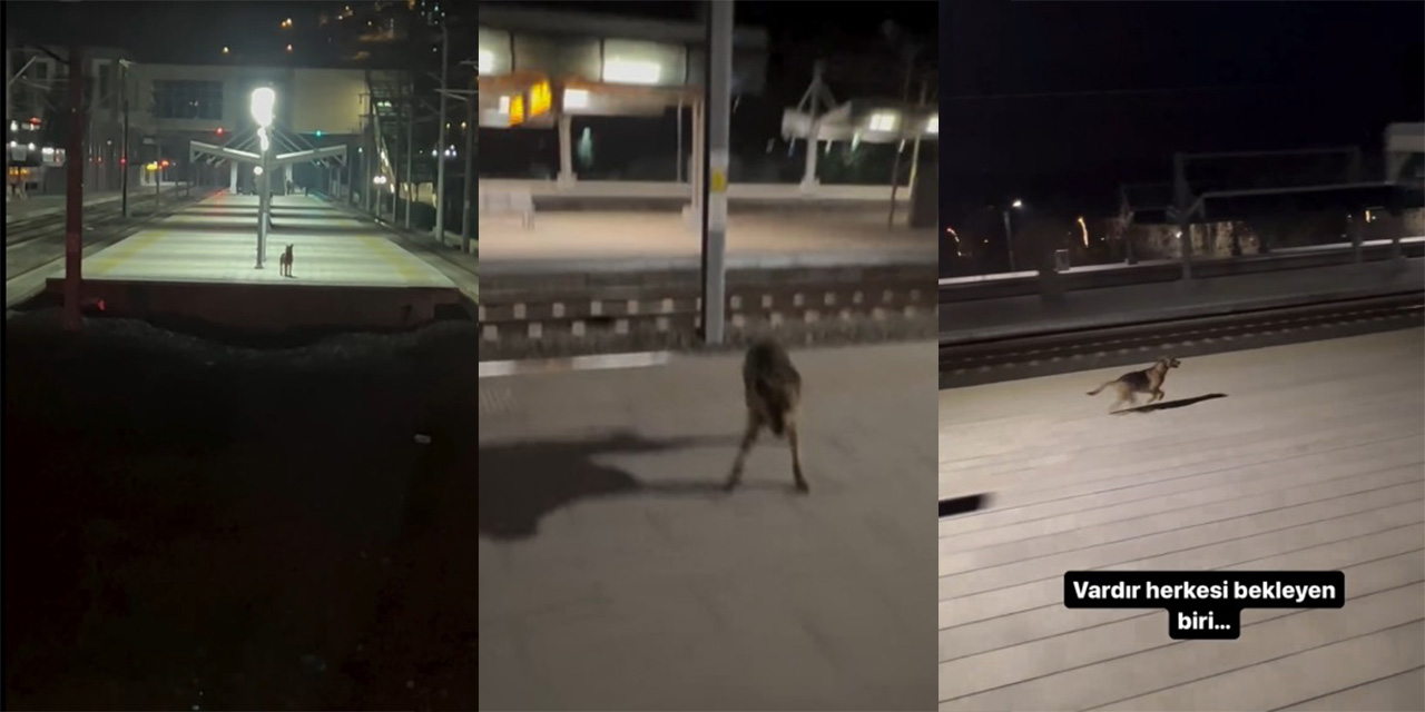 Sokak köpeğinin tren istasyonundaki sadık dostluğu sosyal medyada gündem oldu