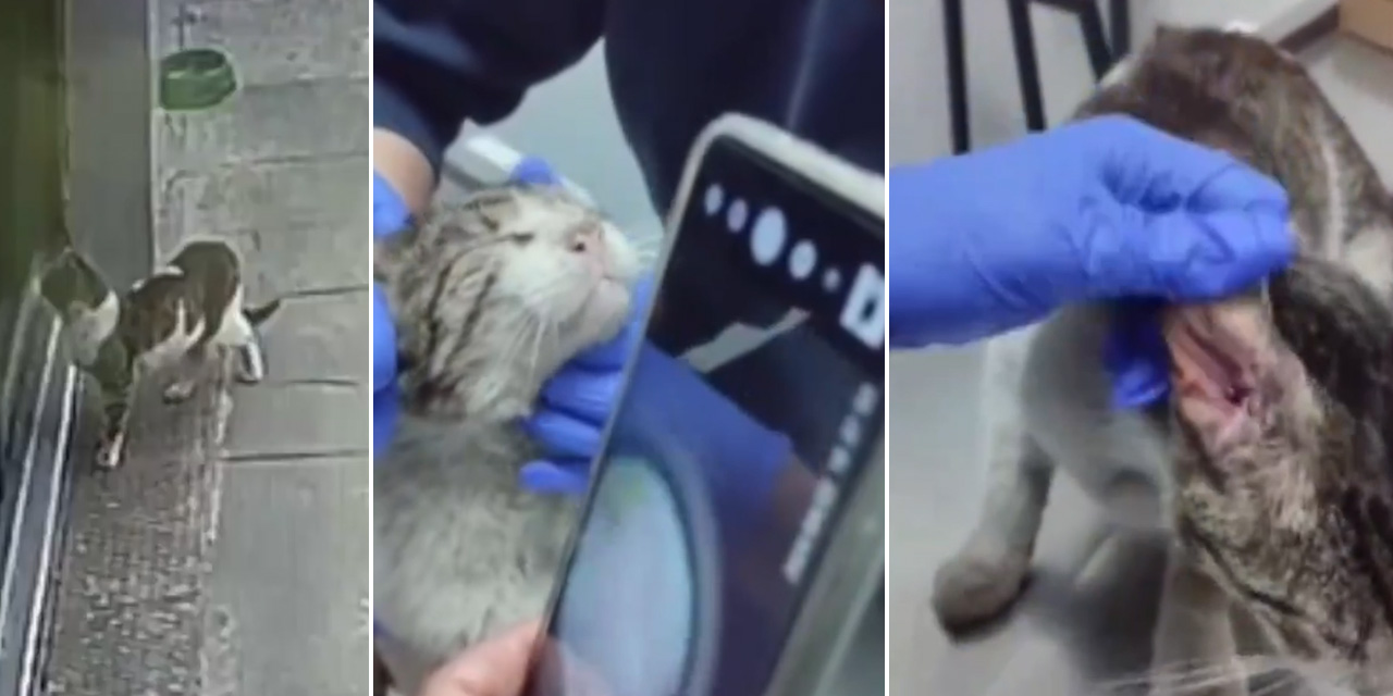 Kulağında tümör olan sokak kedisi, veterinere gitti: Kedi, klinikte tedavi altına alındı