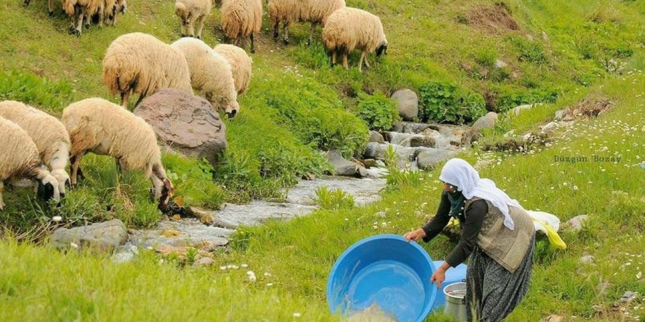Elazığ'da bir ayda 100 bin lira maaş karşılığında çobanlık yapacak kişi bulunamıyor