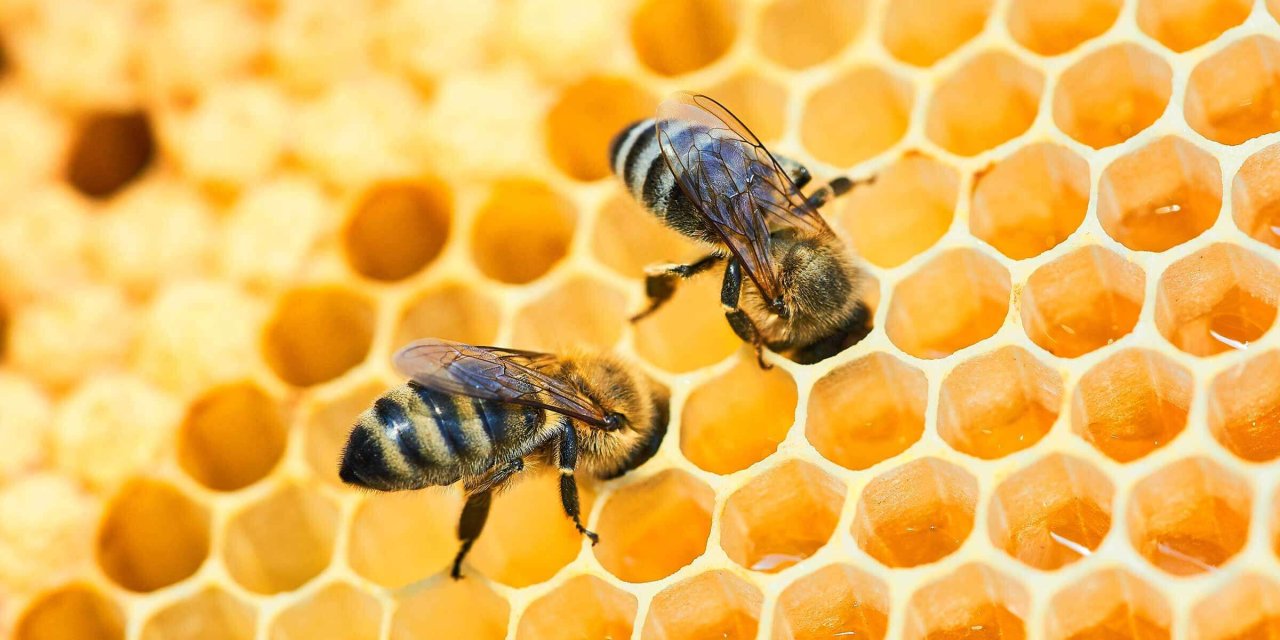 Bal arıları tehdit altında! Arıların azalması gıda güvenliğini tehdit ediyor!