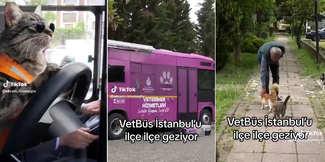 İstanbul'da sokak hayvanları için dev veterinerlik hizmeti