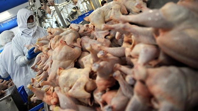 ASO Başkanından tavuk ihracatının sınırlandırılmasına tepki: Yurt dışı pazar kaybına sebep olacak