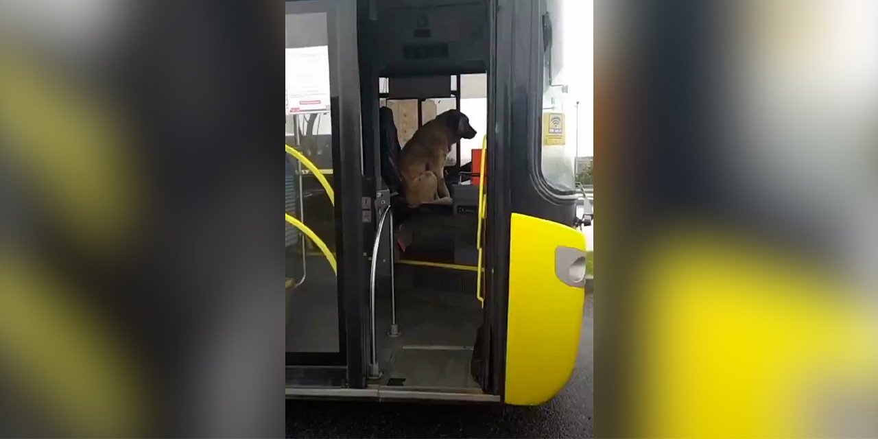 İstanbul'da üşüyen köpek otobüste şoför koltuğuna oturdu