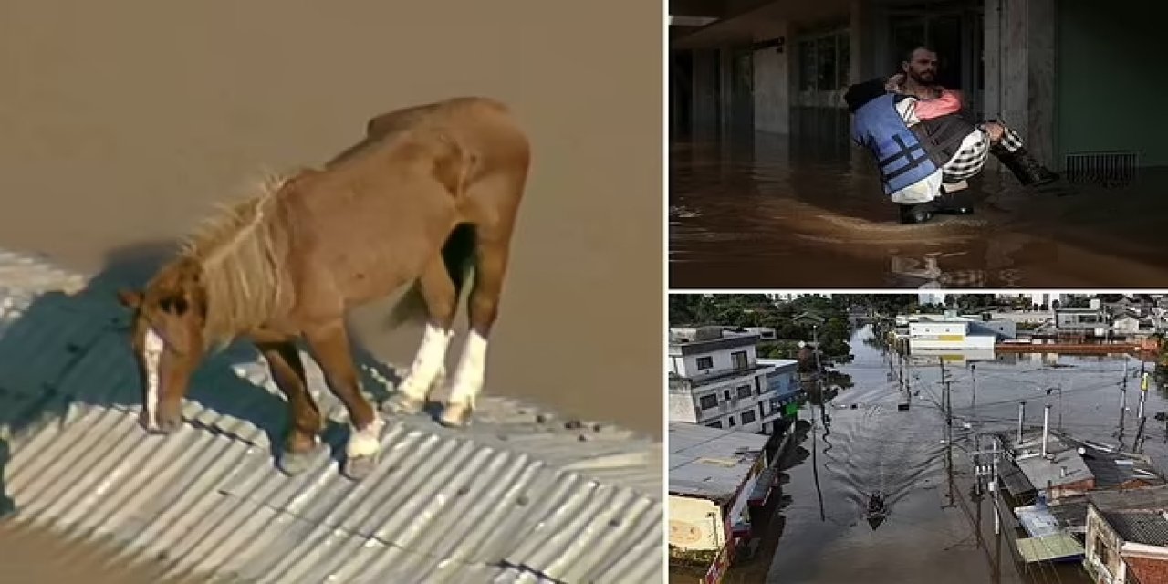 Brezilya’da sel felaketinin yıkımı devam ediyor: Hayvanlar çatılarda kurtarılmayı bekliyor