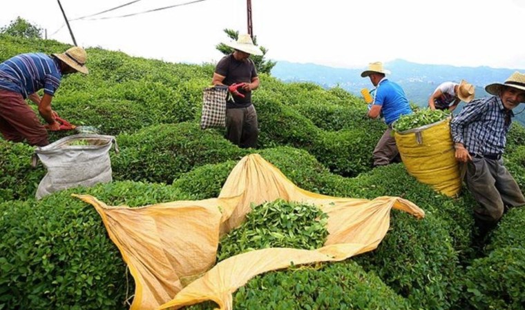 2024 yılı yaş çay alım fiyatı açıklandı