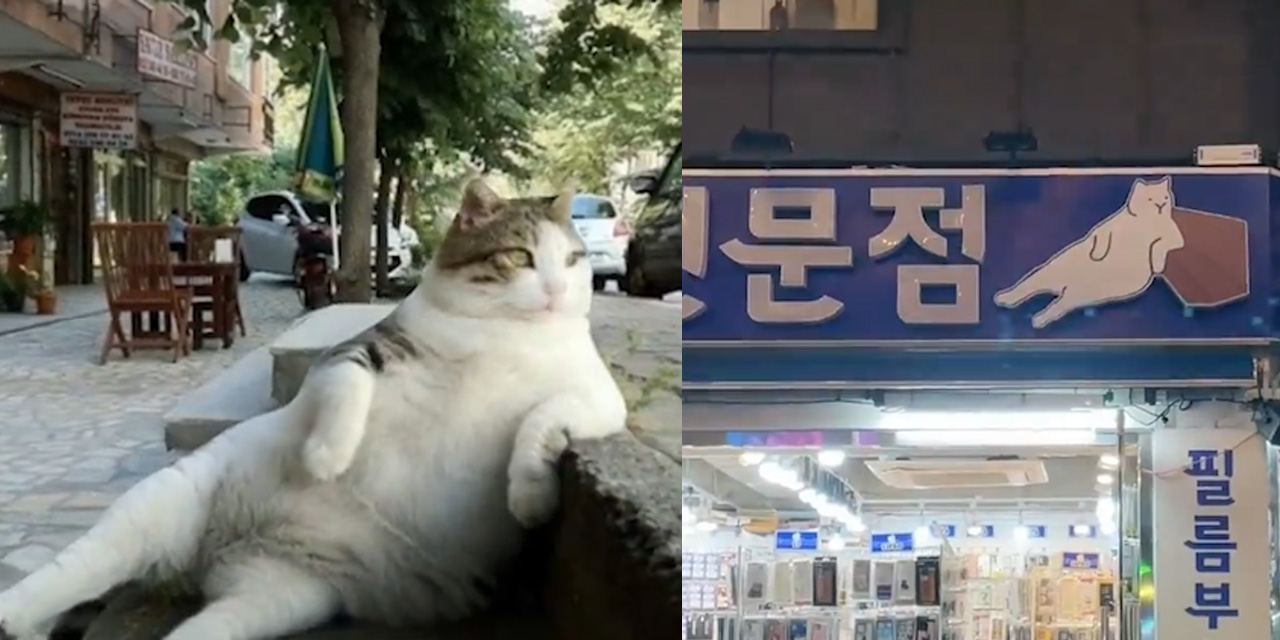 İstanbul'un meşhur kedisi "Tombili", Güney Kore'de yaşatılmaya devam ediyor
