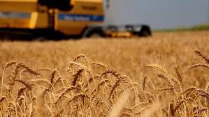 CHP'li Gürer'den buğday fiyatlarına tepki: Buğday taban fiyatı 15 bin TL/ton olmalı