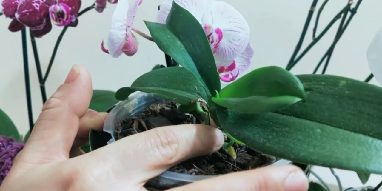 Orkide nasıl çoğaltılır? Meğer tüm çiçekçiler orkideyi bu pratik yöntemle çoğaltıyormuş